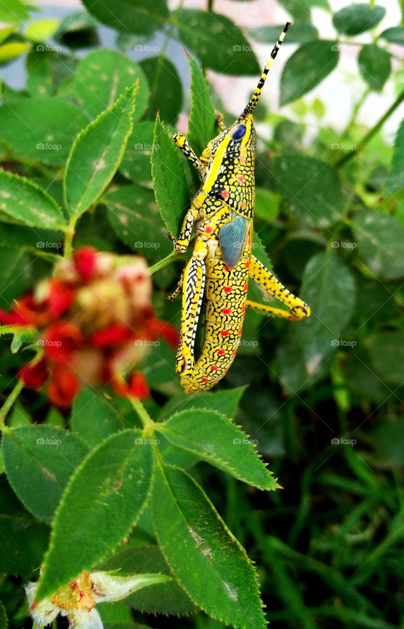 a colourful grasshopper in my tiny garden.