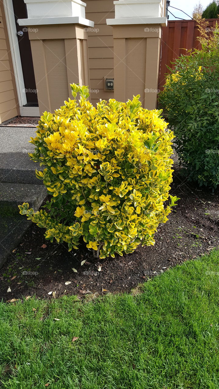 yellow and green bush