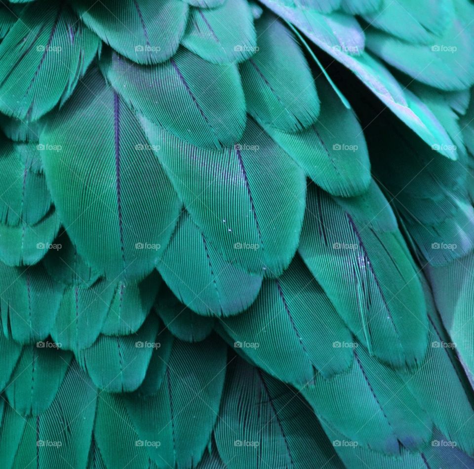 Turquoise Feathers 