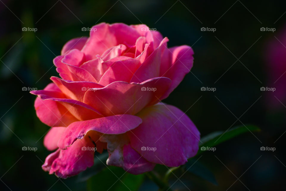 Pink rose flower blossom macro closeup beauty bloom petals nature portrait, colorful photography of natural flora outdoor background