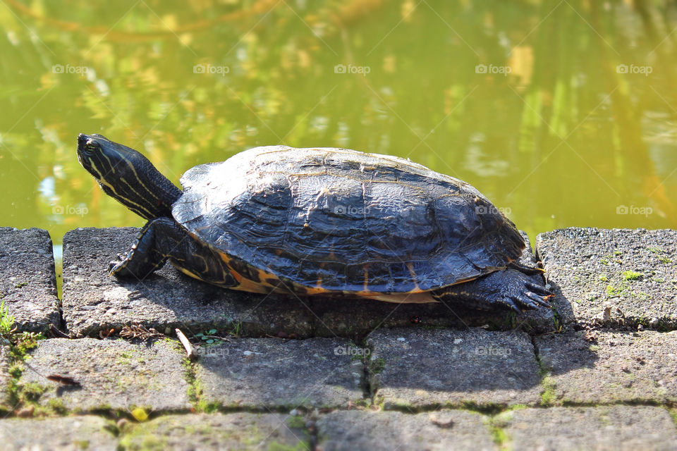 water animal turtle shell by twilite