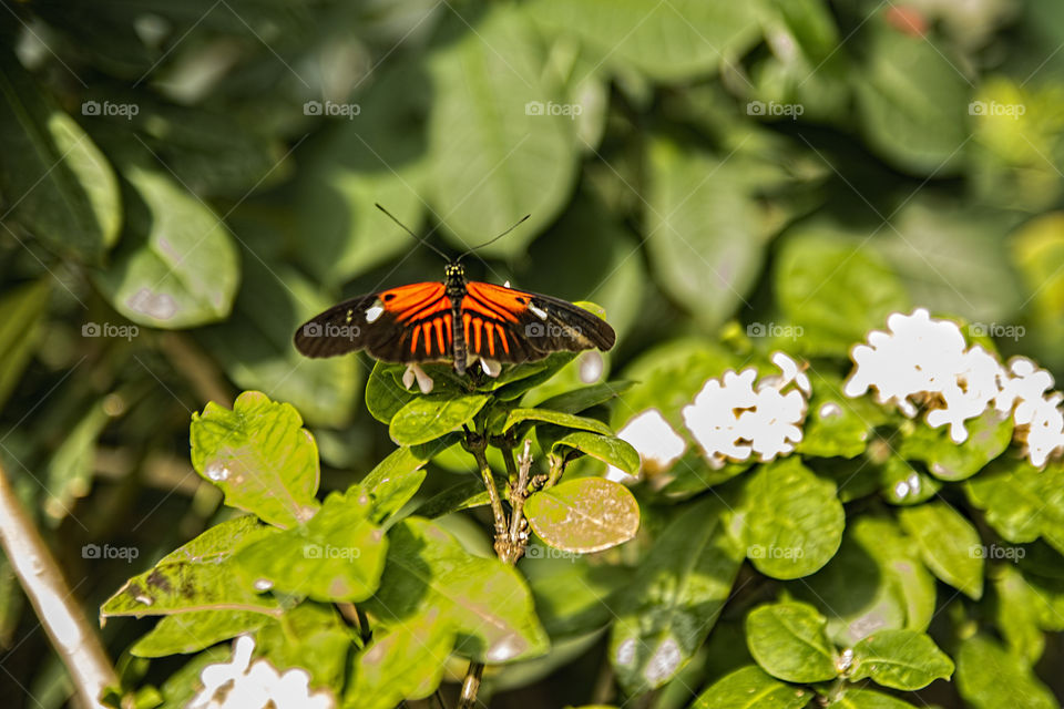 Tropical butterfly , Tiger Longwing Butterfly. Located at Judy Istock Butterfly Haven , Chicago.