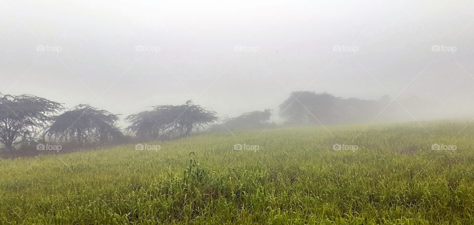 Beautiful Nature, Fog