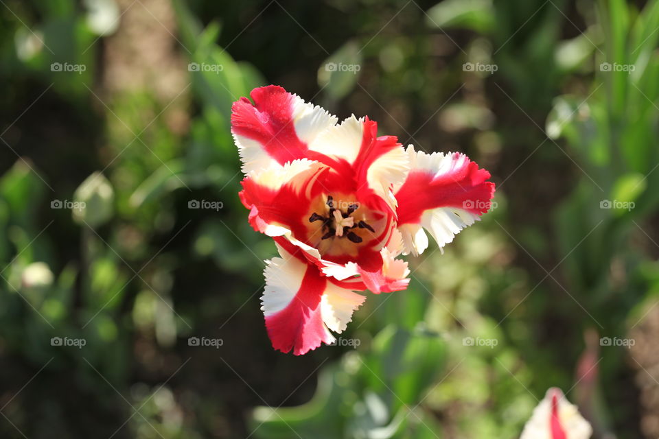 The tulip