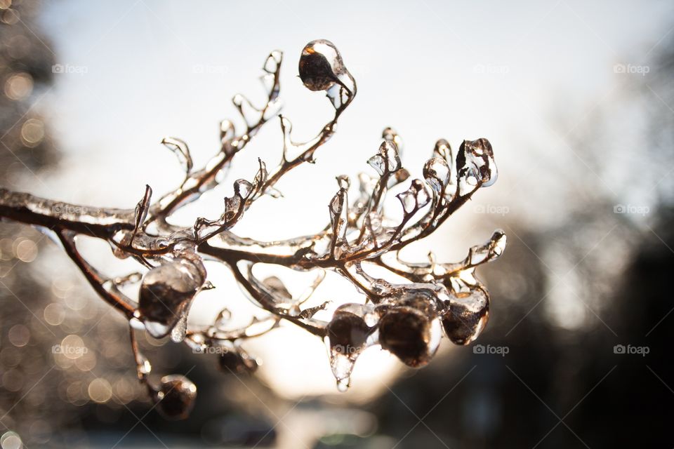 Ice on twig