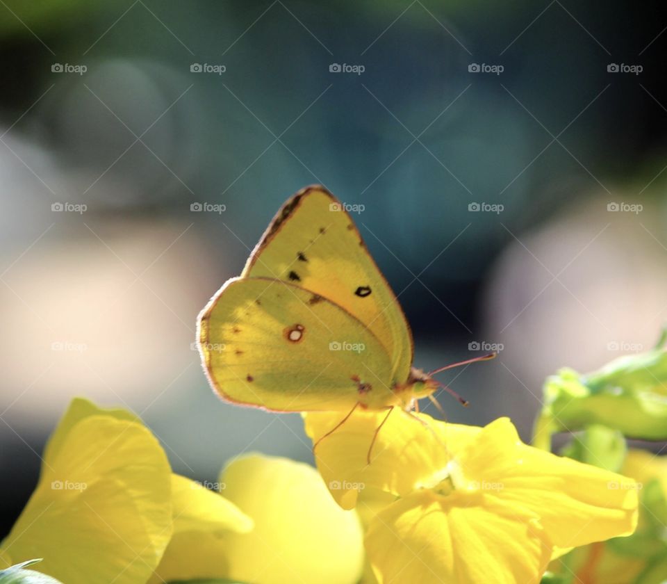 Clouded Yellow Butterfly