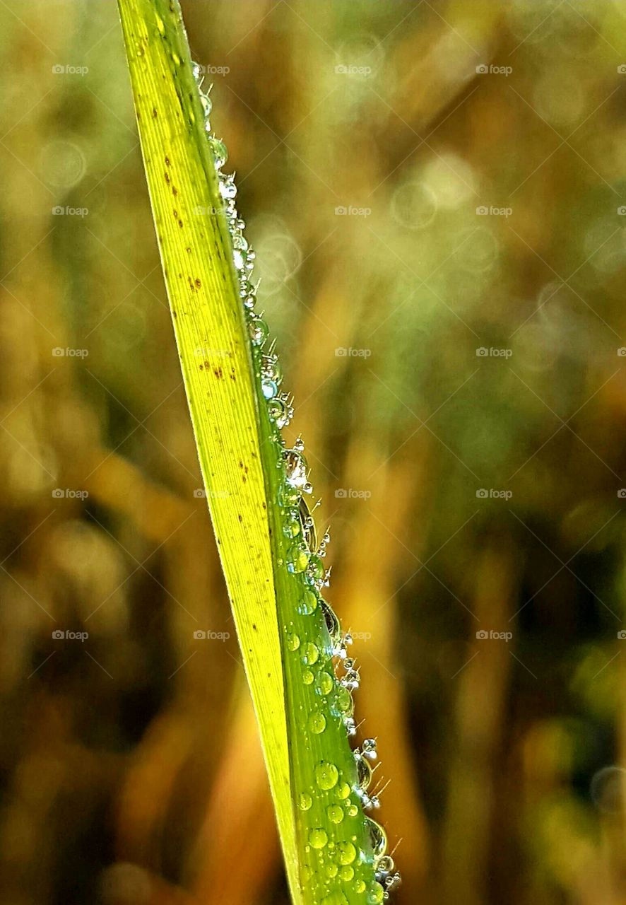 Leaf, Nature, Rain, No Person, Flora