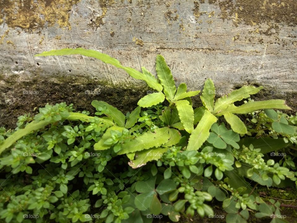 ferns sticking on the wall