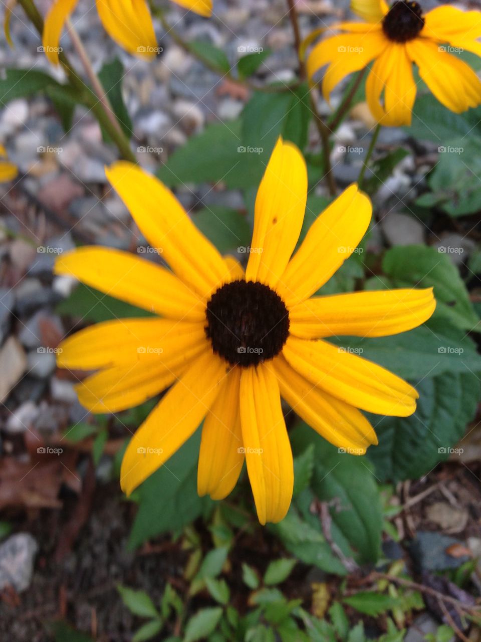 Daisy me silly. A daisy flower in an backyard in michigan, a summer day bloom.