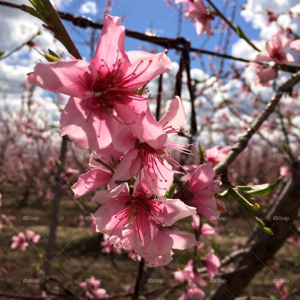 Pink blossoms 