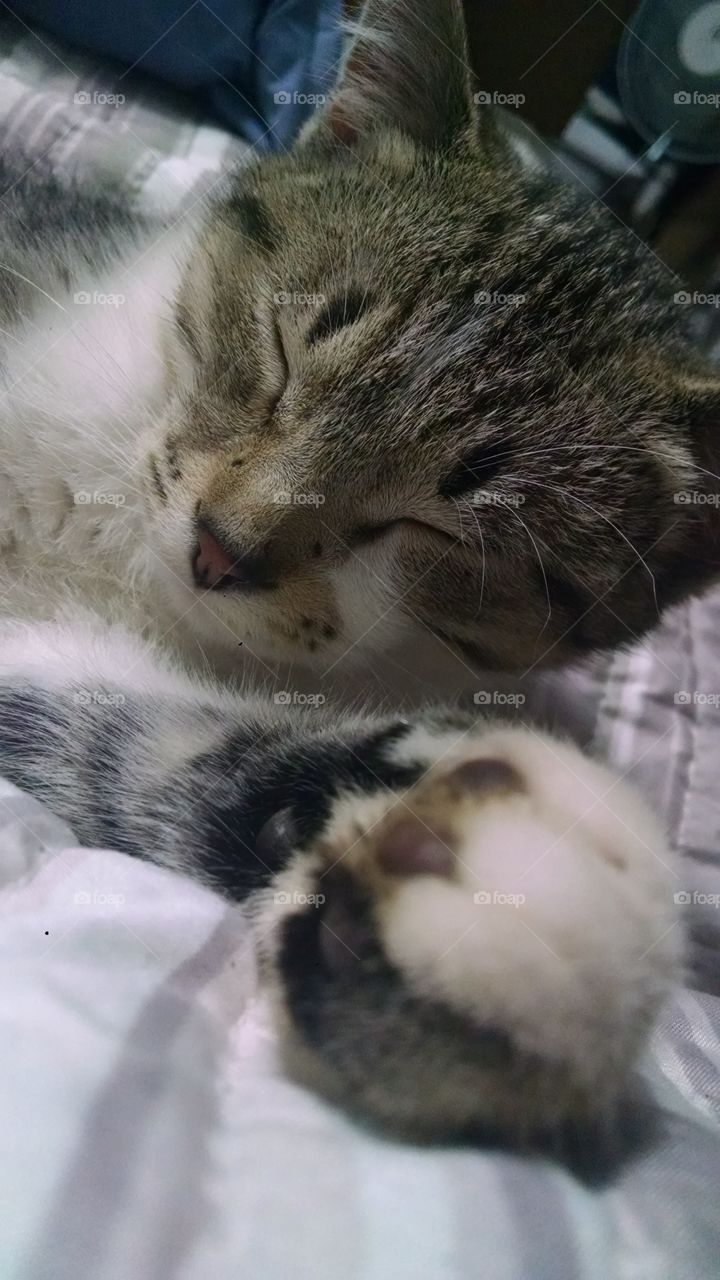 kitty asleep