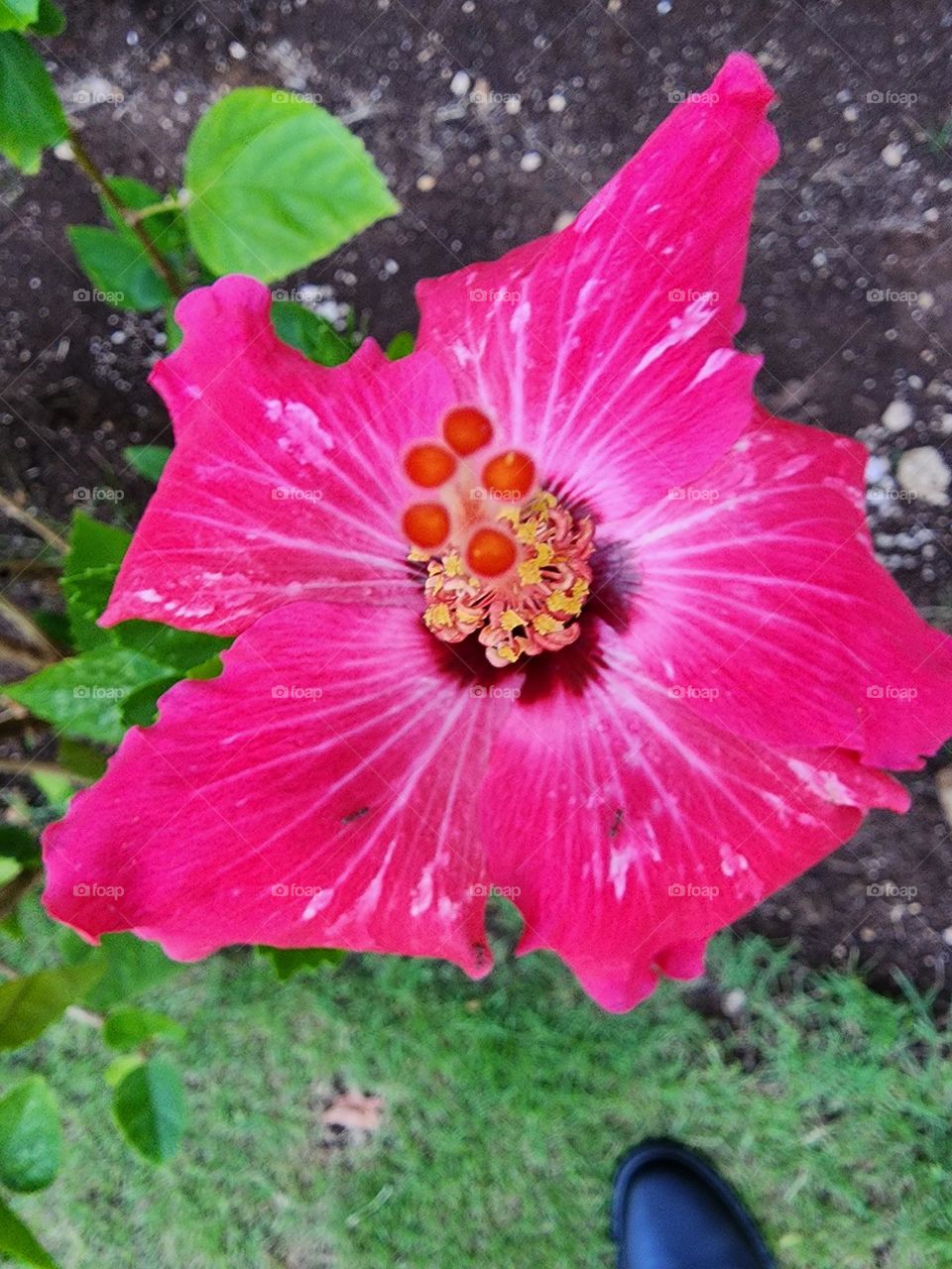 passion red hibiscus