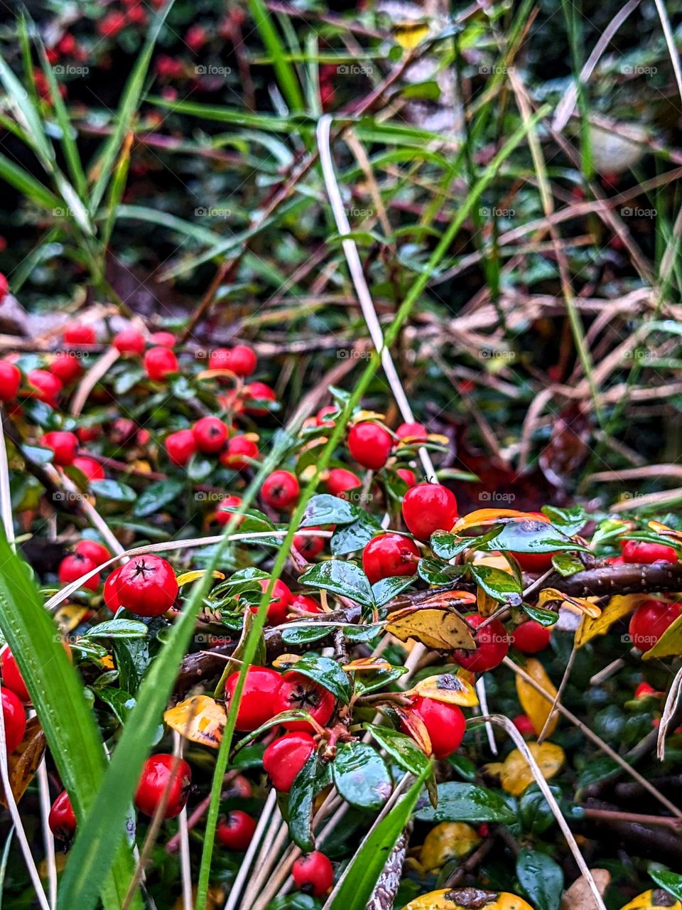 Bright red cranberries