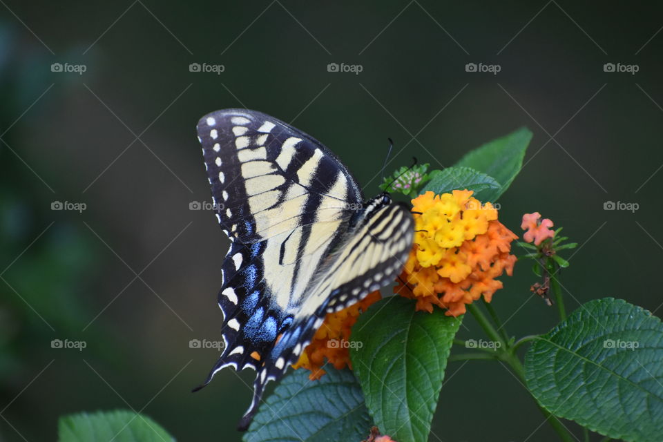 Blue butterfly on orange flower