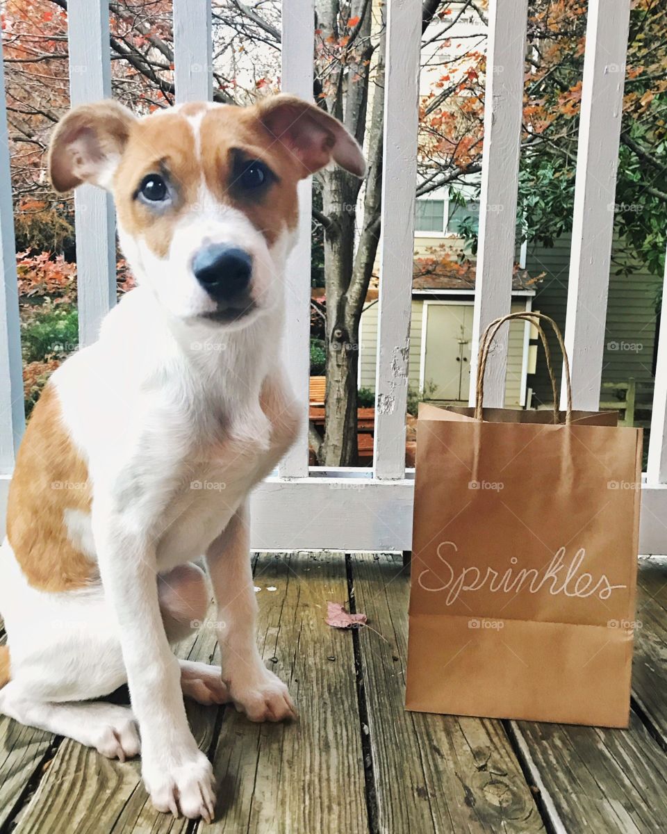 Puppy sitting next to bag of Sprinkles cupcakes. 