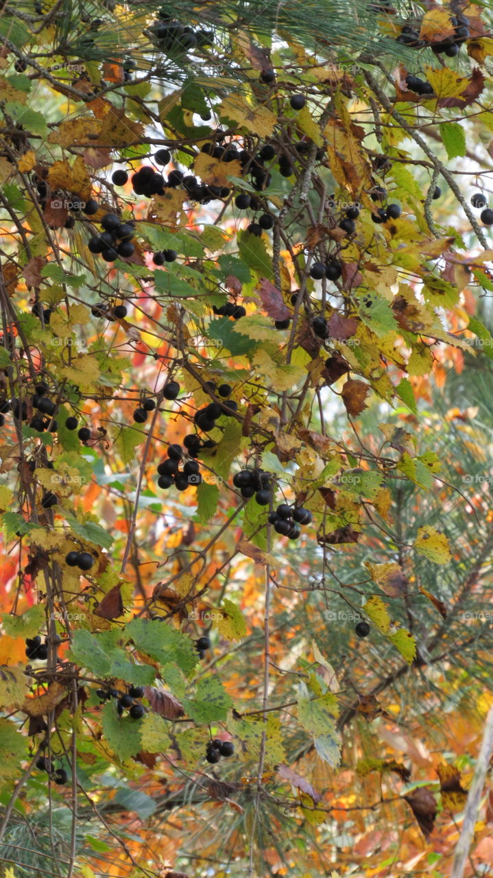 Leaf, Fruit, Nature, Tree, Fall