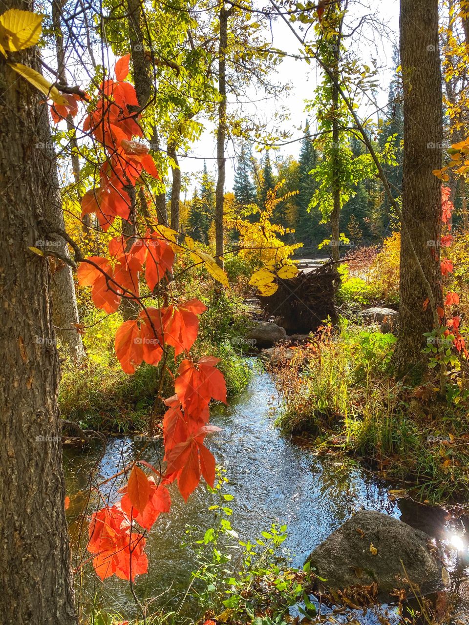 Autumn in nature