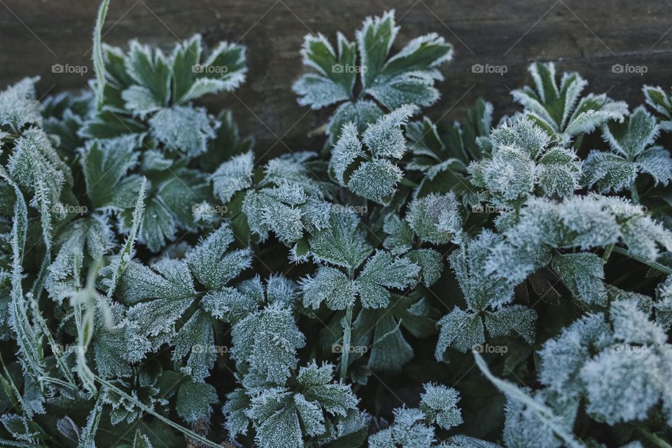 Frosty Marvels, nature’s icy Artistry 