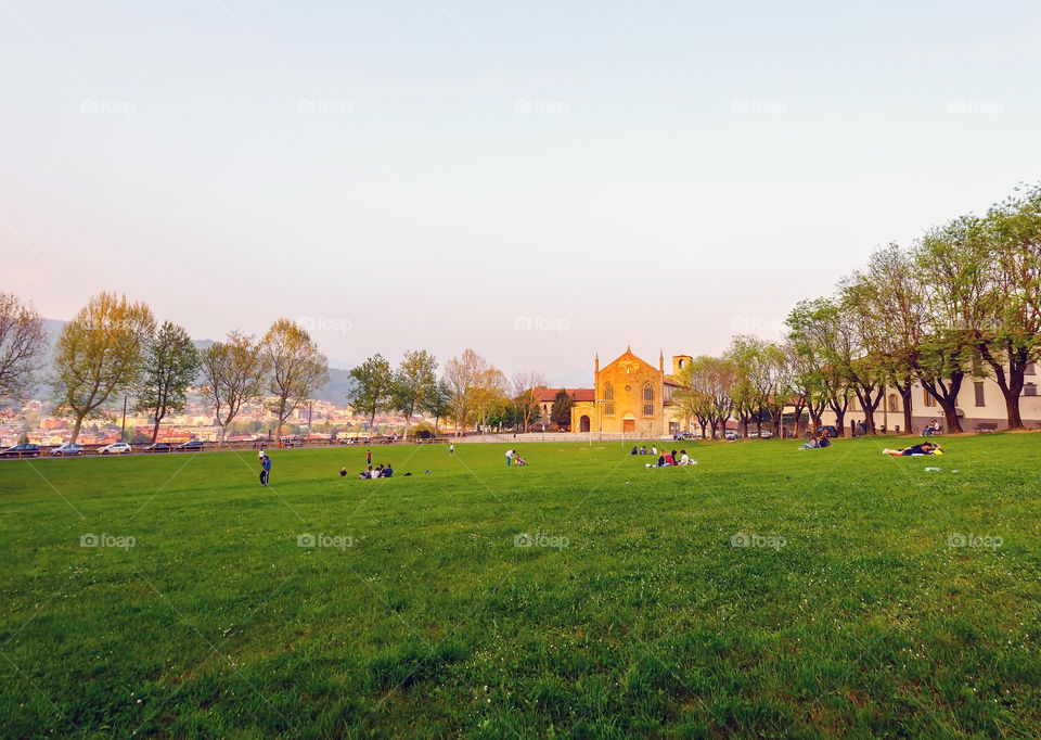 Tree, Grass, Landscape, No Person, Outdoors