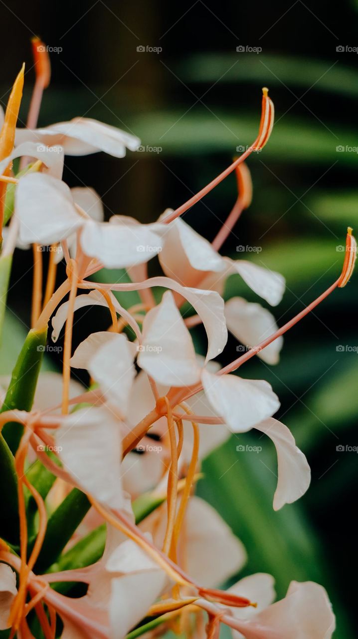 BLOSSOMS (toniphotography101)