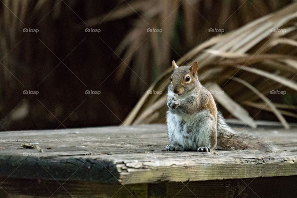 Wood, Wildlife, Squirrel, No Person, Mammal
