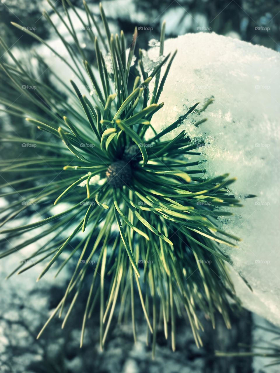 pine branch under the snow