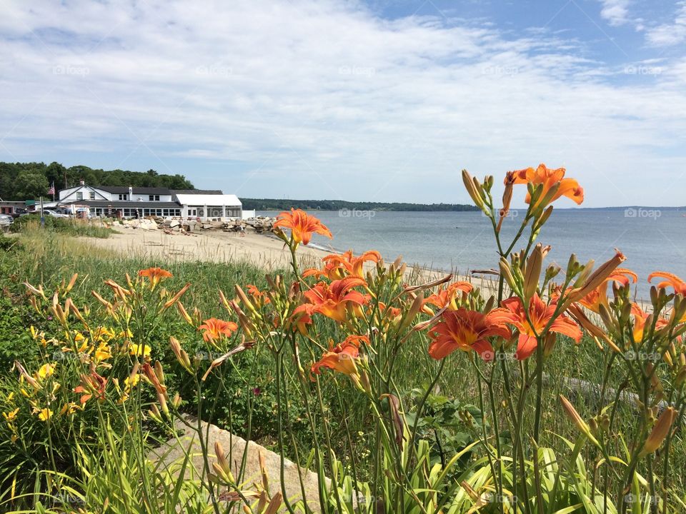 Seaside landscape in Maine with flowers 
