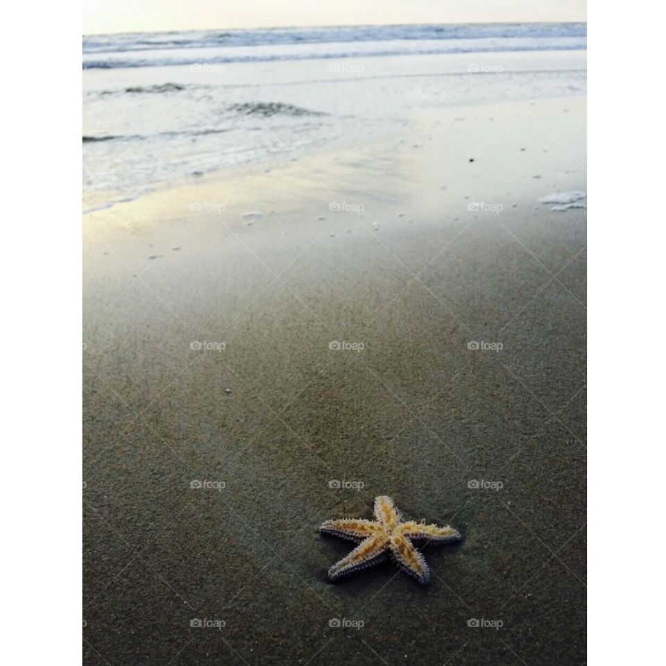 Starfish 