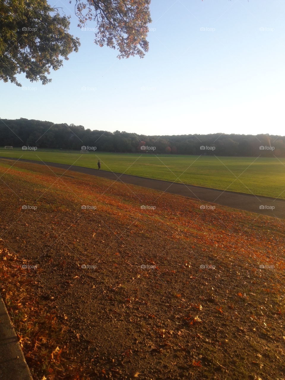 Scenic view of nature