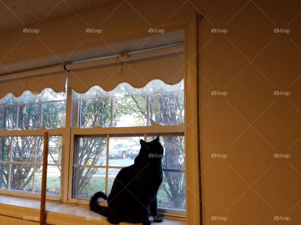 Cat gazing outside