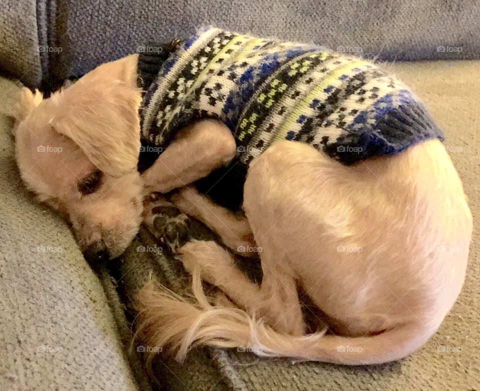 Small Dog Wearing Sweater