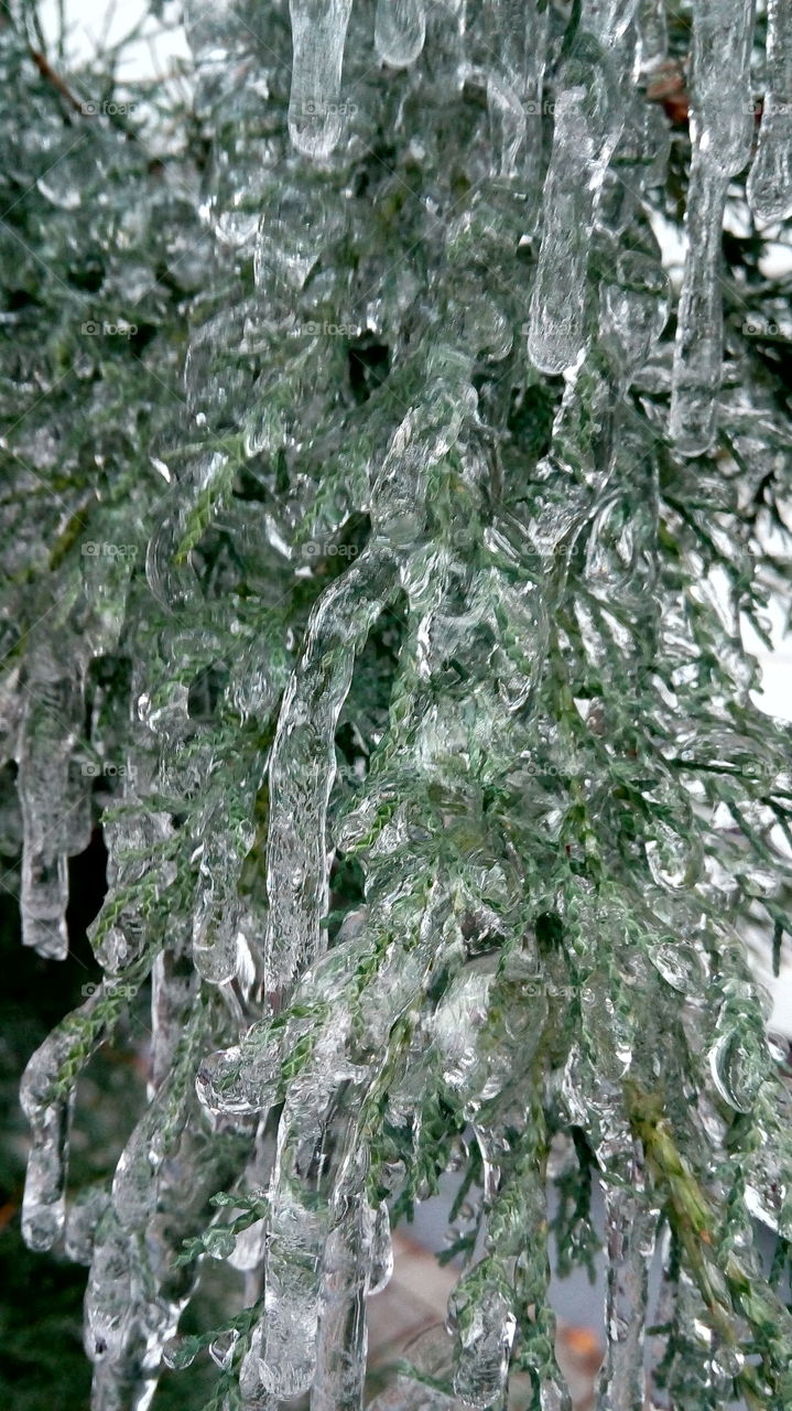 Close-up of icicle on pine tree