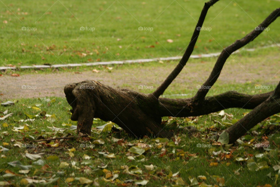 grass tree park oslo by nader_esk