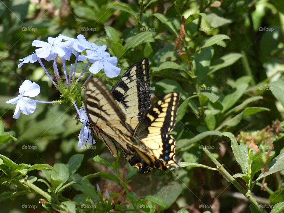 Two yellow butterflies 