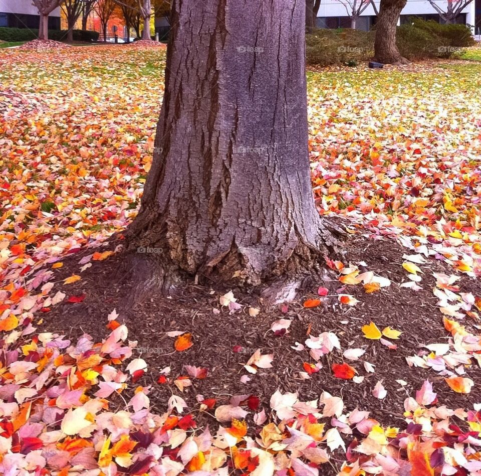 Colorful Fall Leaves that have fallen from the trees