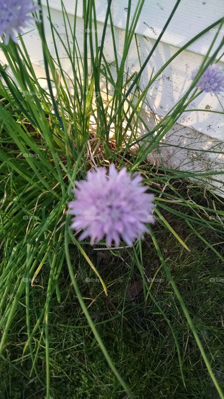 random wild flower. seen it and thought it was pretty.