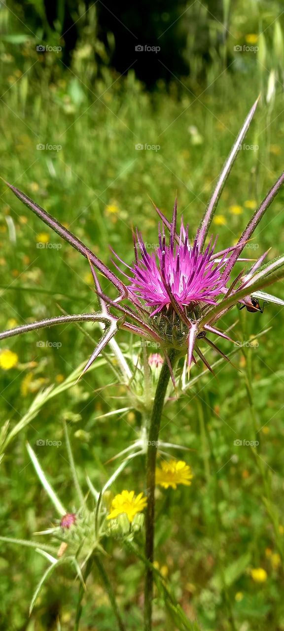 pink thorn