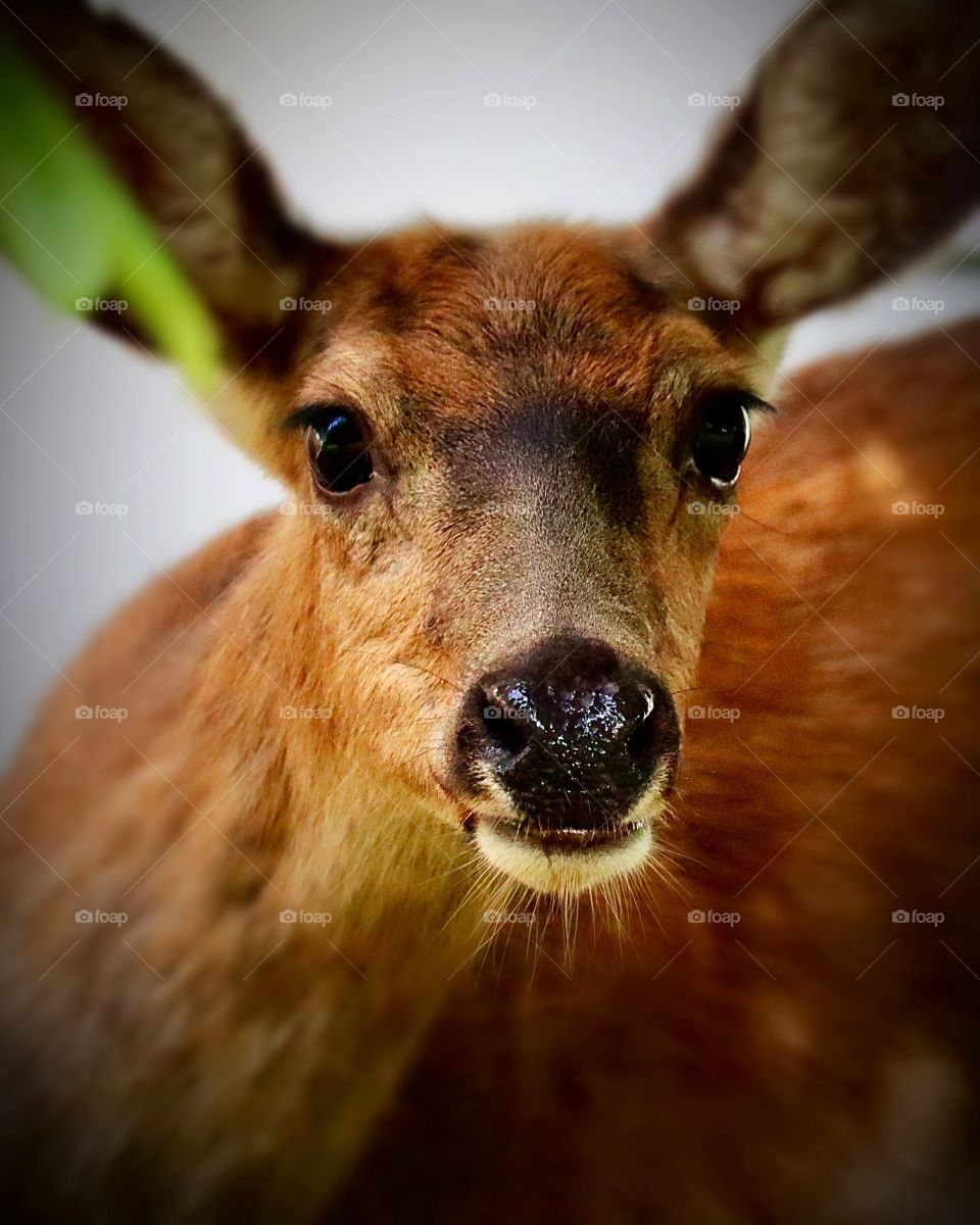 A young deer peers out from under a tree while foraging in a wooded area near the water