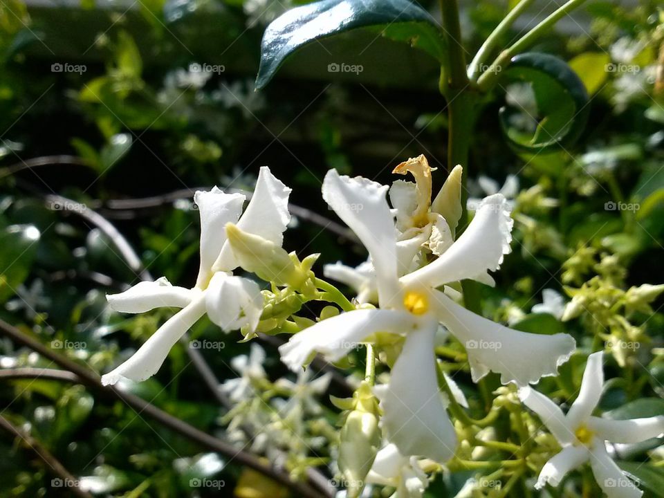 Jasmine