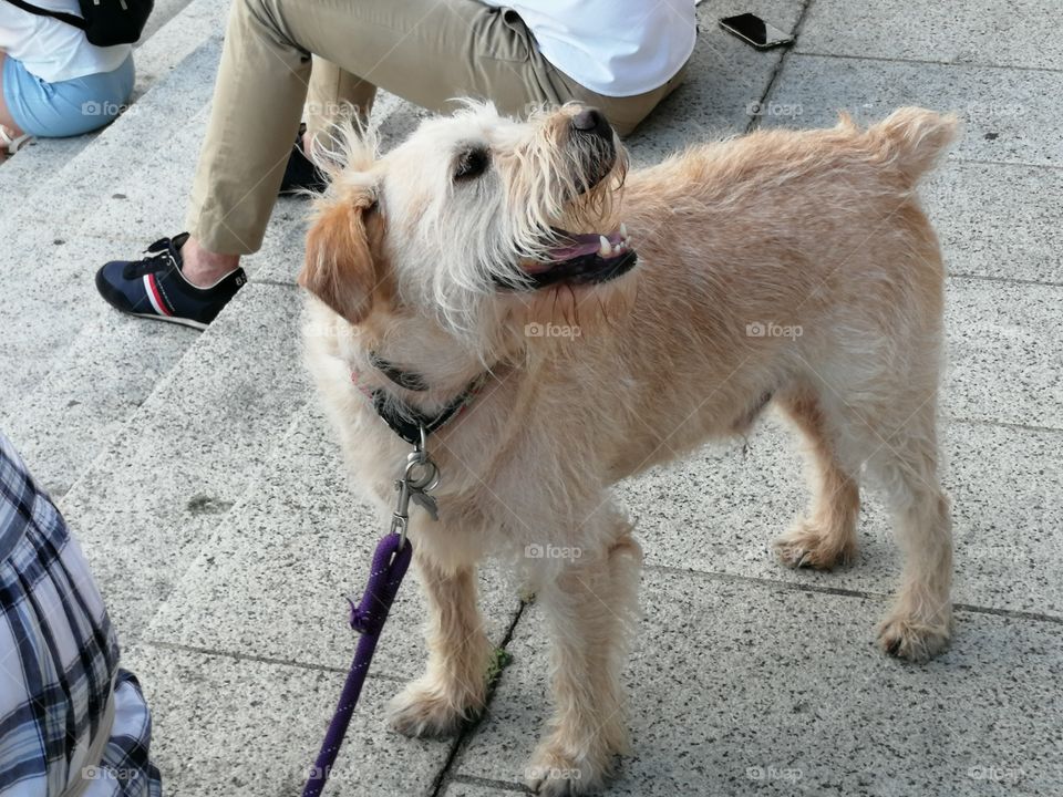 Looking the pidgeons