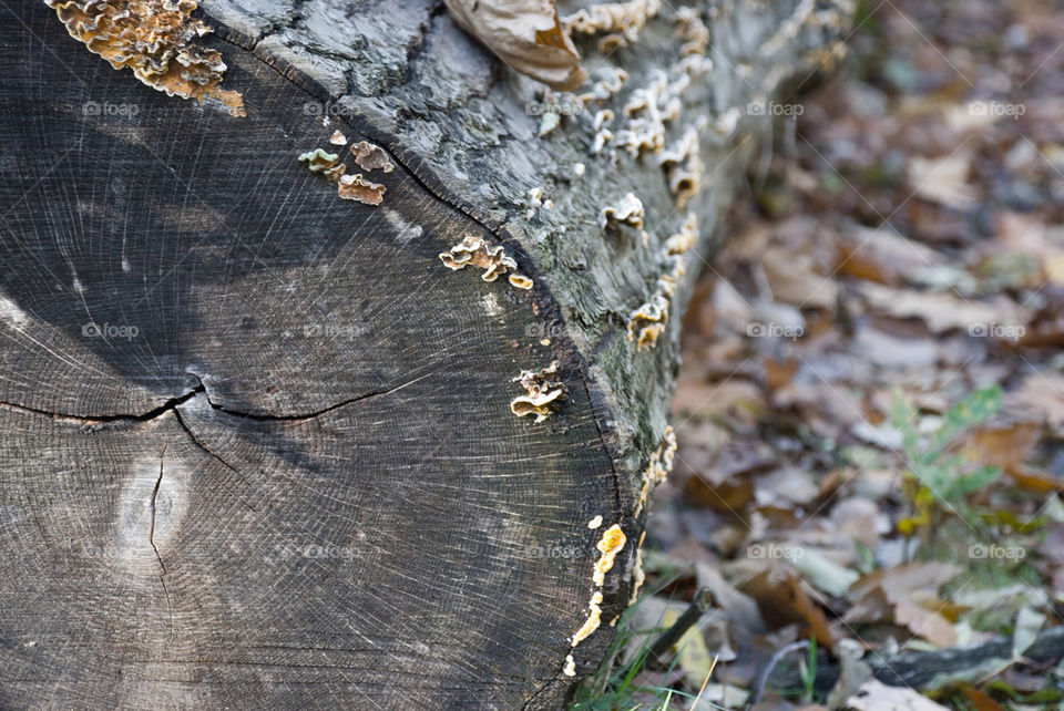 tree fall autumn träd by jbdc
