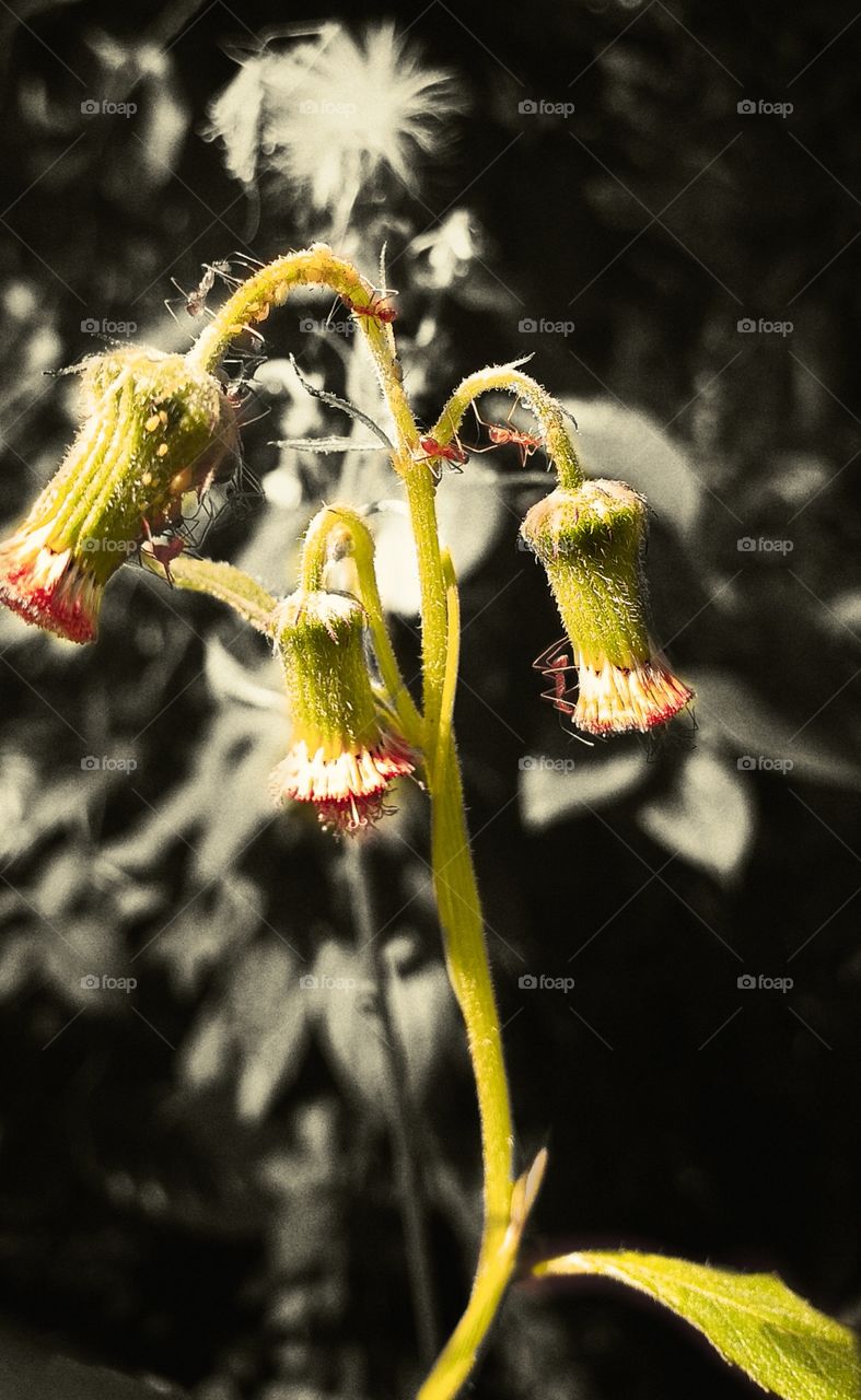 amazing natural view of flowers buds