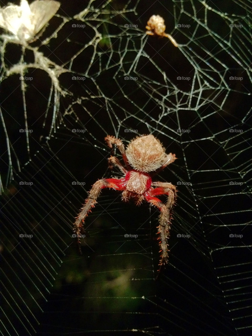 wolf spider spider in web spider closeup web by gdyiudt