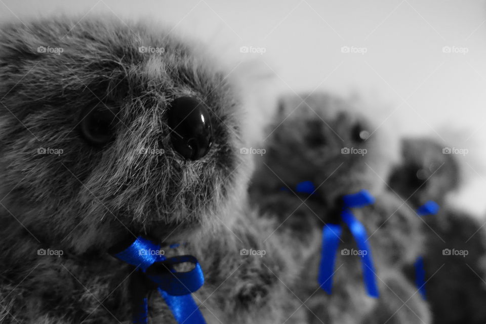 Cute Koala Soft Toys.