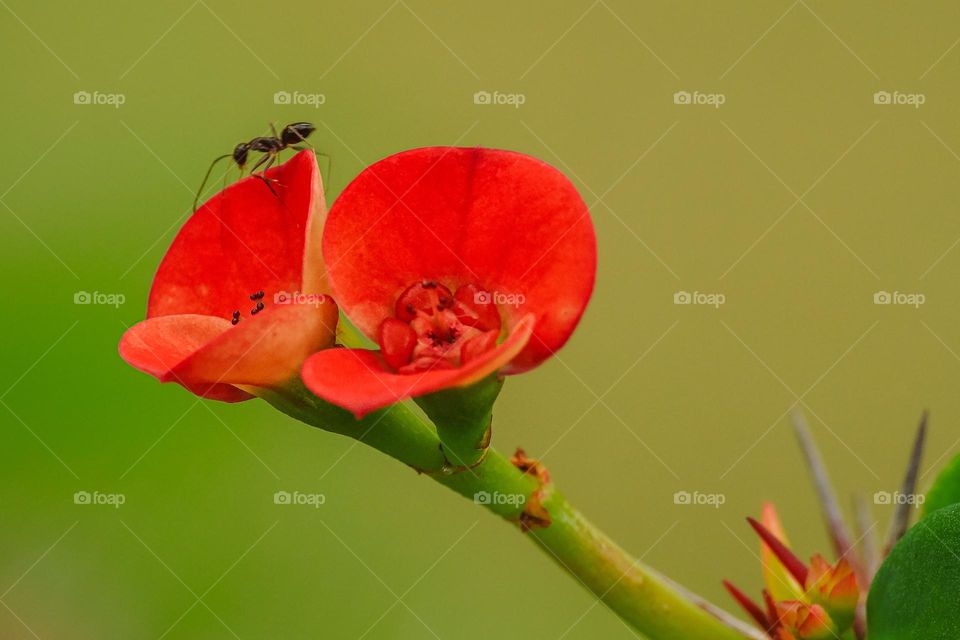 Ant and flower