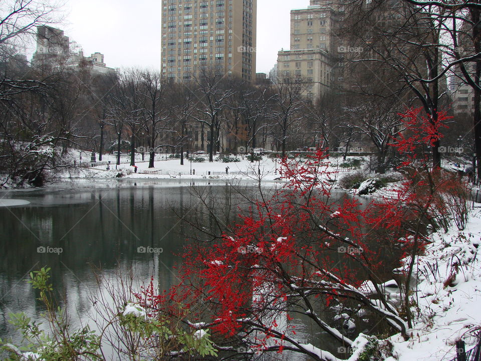 Central Park 