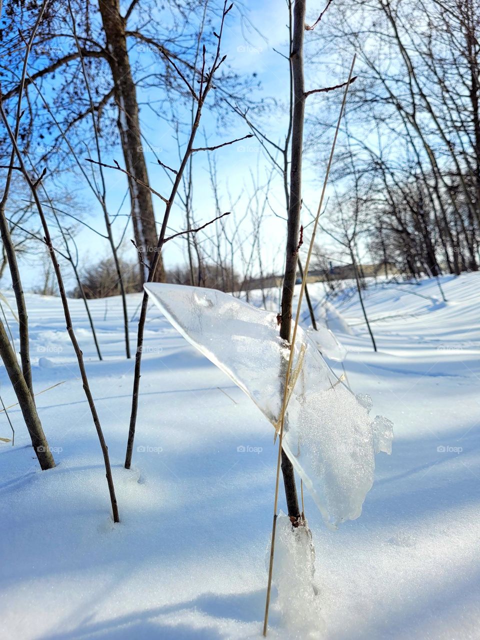 piece of ice stuck into a plant
