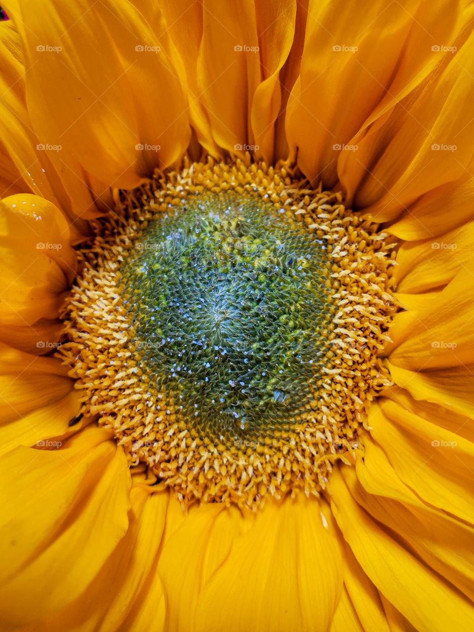 The complex and fascinating design of a brilliant yellow flower closeup