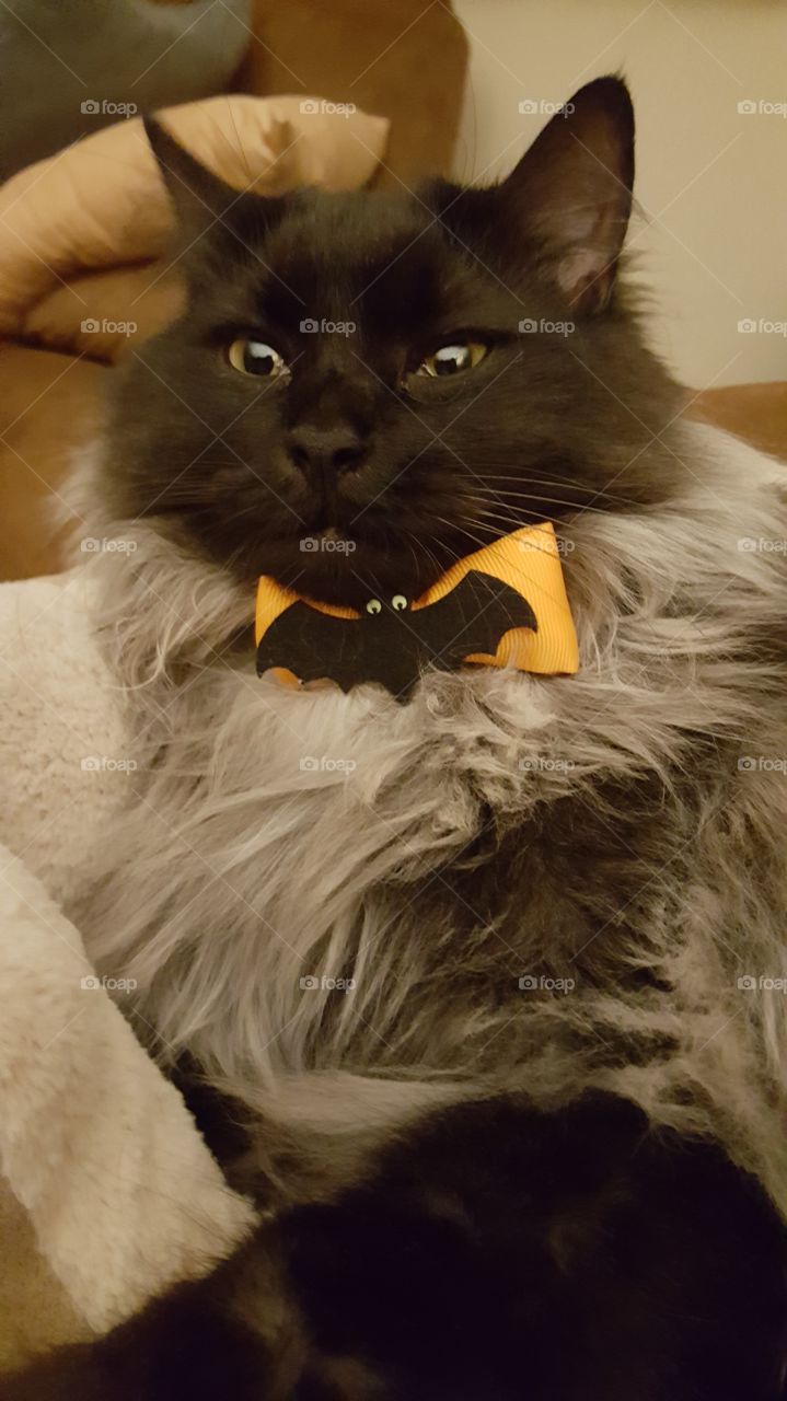 All dressed up