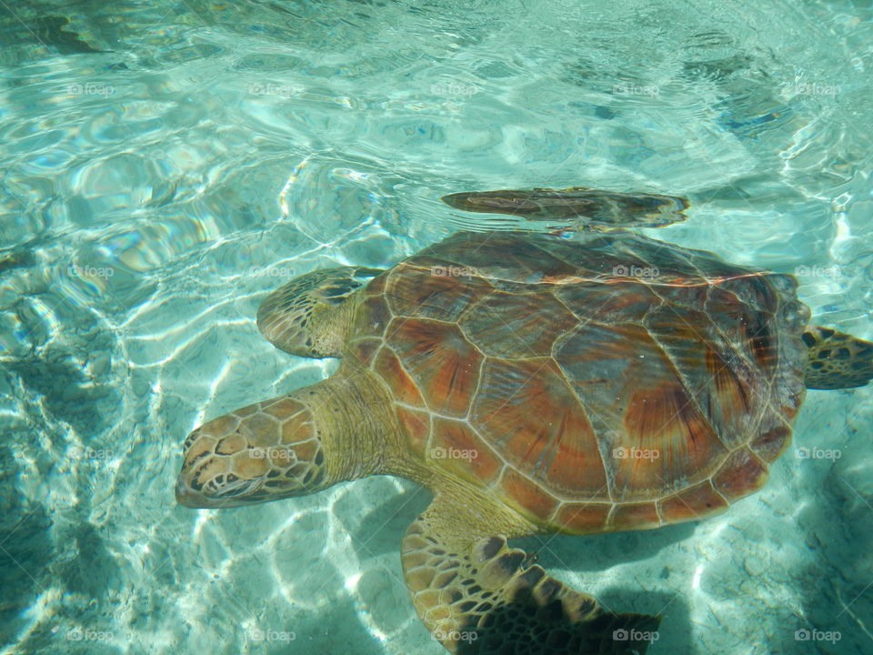 Turtle, Underwater, Swimming, Water, Nature